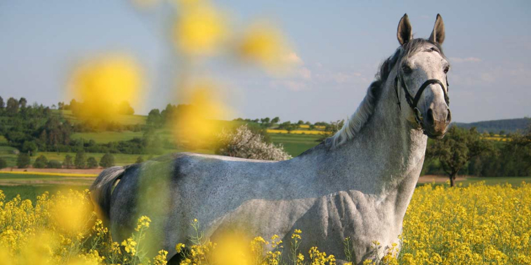 EQUI-Special Produkte für Pferde | ESP Vet | Equi-Special